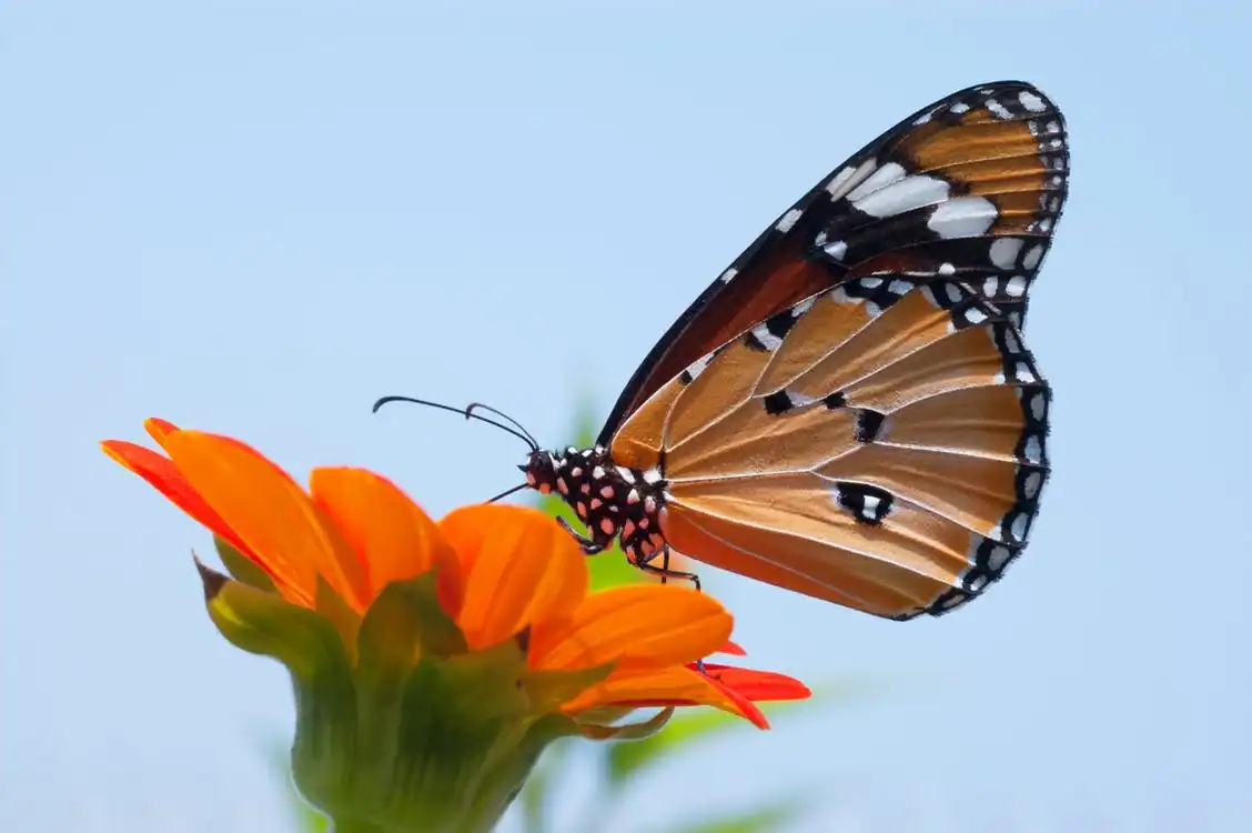 Butterfly on a flower